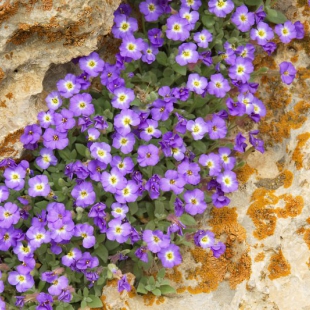 Aubrieta canescens